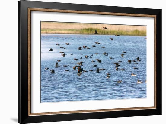 Flock of Red-winged Blackbirds-Bob Gibbons-Framed Photographic Print