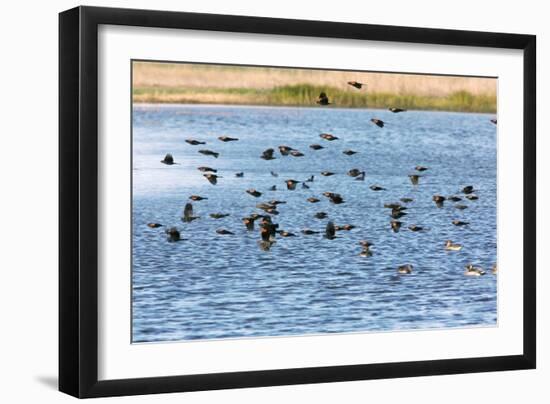 Flock of Red-winged Blackbirds-Bob Gibbons-Framed Photographic Print