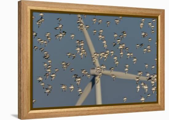 Flock of Sanderlings in flight with wind turbines in background-Loic Poidevin-Framed Premier Image Canvas