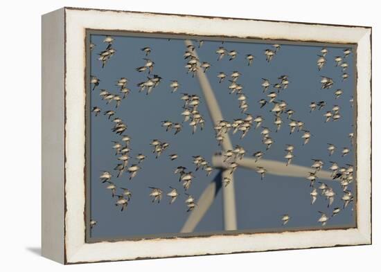 Flock of Sanderlings in flight with wind turbines in background-Loic Poidevin-Framed Premier Image Canvas