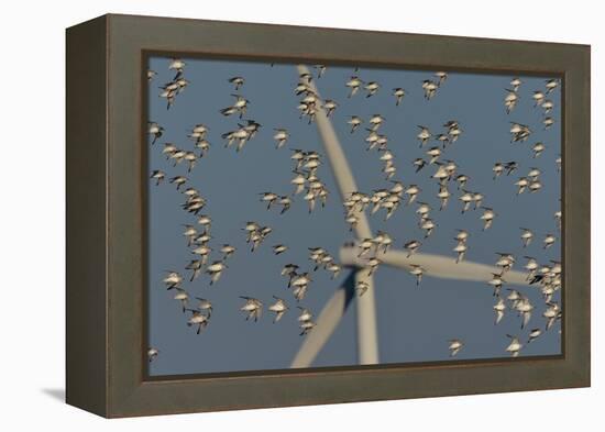 Flock of Sanderlings in flight with wind turbines in background-Loic Poidevin-Framed Premier Image Canvas