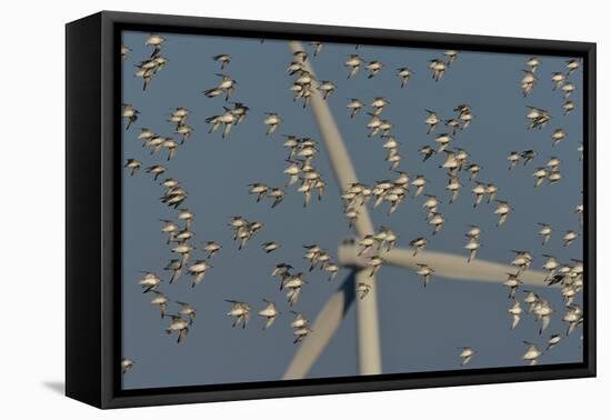 Flock of Sanderlings in flight with wind turbines in background-Loic Poidevin-Framed Premier Image Canvas