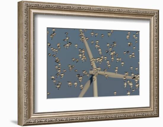 Flock of Sanderlings in flight with wind turbines in background-Loic Poidevin-Framed Photographic Print