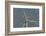 Flock of Sanderlings in flight with wind turbines in background-Loic Poidevin-Framed Photographic Print