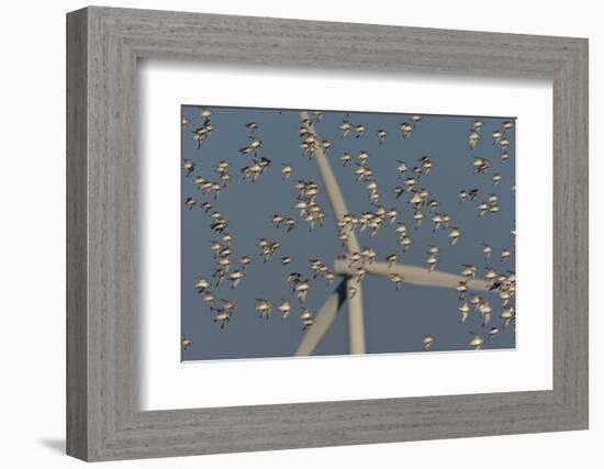 Flock of Sanderlings in flight with wind turbines in background-Loic Poidevin-Framed Photographic Print