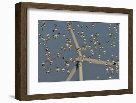 Flock of Sanderlings in flight with wind turbines in background-Loic Poidevin-Framed Photographic Print