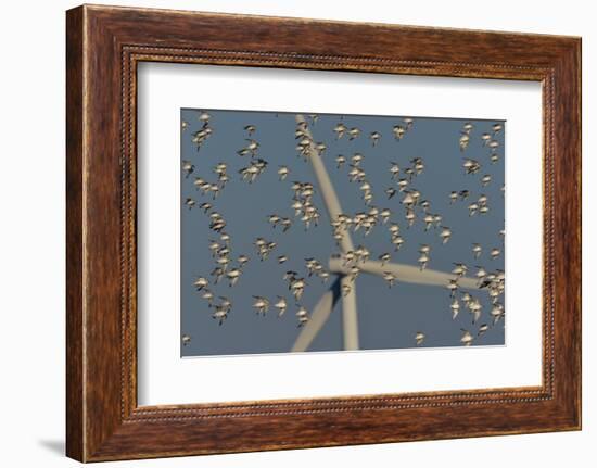 Flock of Sanderlings in flight with wind turbines in background-Loic Poidevin-Framed Photographic Print