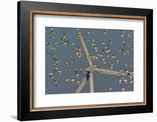 Flock of Sanderlings in flight with wind turbines in background-Loic Poidevin-Framed Photographic Print