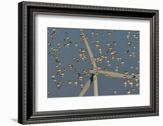 Flock of Sanderlings in flight with wind turbines in background-Loic Poidevin-Framed Photographic Print