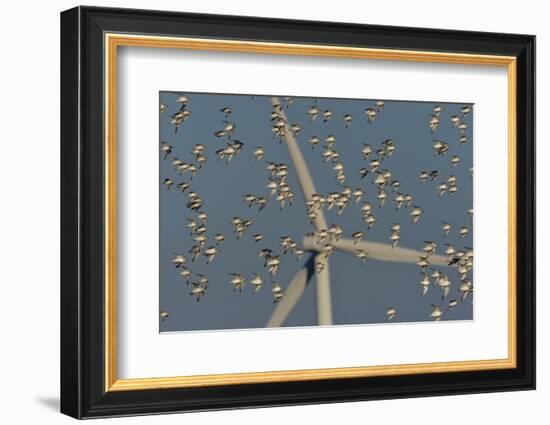 Flock of Sanderlings in flight with wind turbines in background-Loic Poidevin-Framed Photographic Print