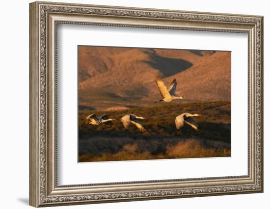 Flock of sandhill cranes taking off at sunset, Bosque del Apache National Wildlife Refuge, New Mexi-Adam Jones-Framed Photographic Print