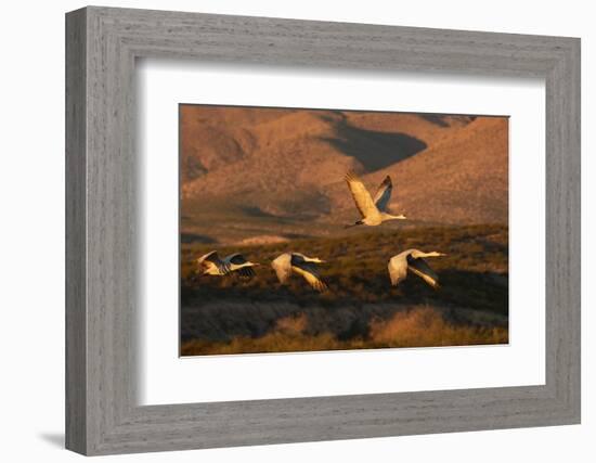 Flock of sandhill cranes taking off at sunset, Bosque del Apache National Wildlife Refuge, New Mexi-Adam Jones-Framed Photographic Print