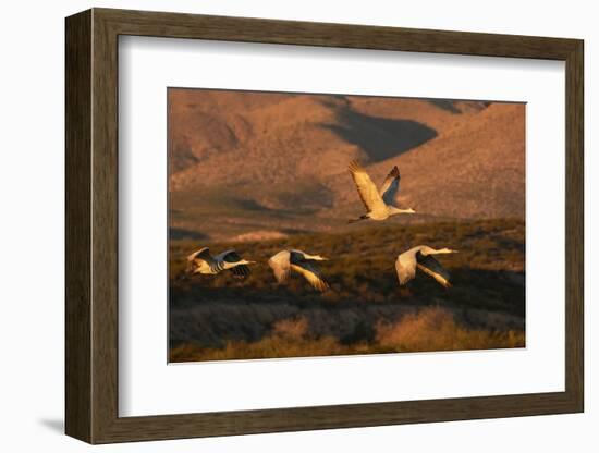 Flock of sandhill cranes taking off at sunset, Bosque del Apache National Wildlife Refuge, New Mexi-Adam Jones-Framed Photographic Print