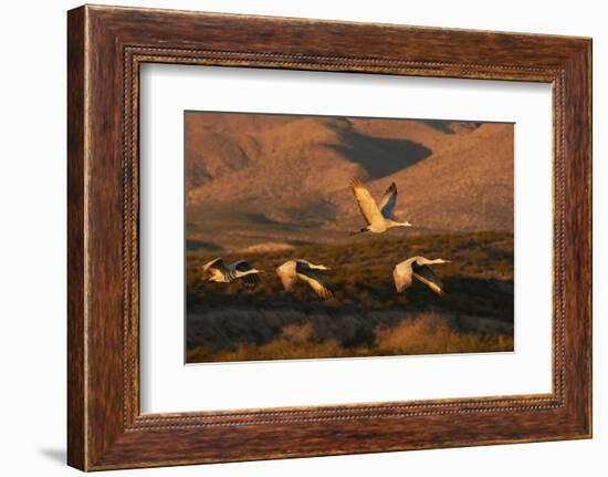 Flock of sandhill cranes taking off at sunset, Bosque del Apache National Wildlife Refuge, New Mexi-Adam Jones-Framed Photographic Print