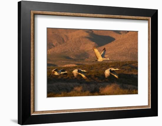 Flock of sandhill cranes taking off at sunset, Bosque del Apache National Wildlife Refuge, New Mexi-Adam Jones-Framed Photographic Print