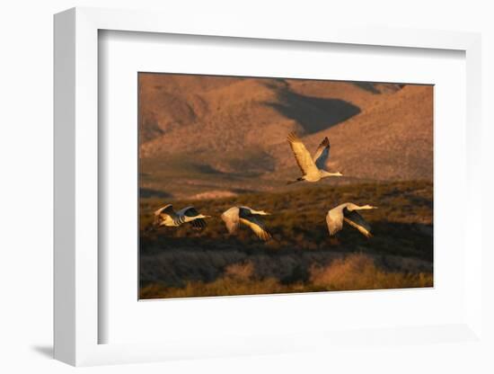 Flock of sandhill cranes taking off at sunset, Bosque del Apache National Wildlife Refuge, New Mexi-Adam Jones-Framed Photographic Print