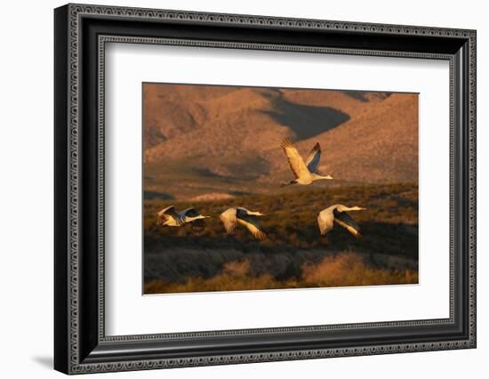 Flock of sandhill cranes taking off at sunset, Bosque del Apache National Wildlife Refuge, New Mexi-Adam Jones-Framed Photographic Print