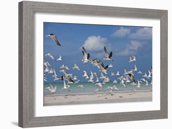 Flock Of Sea Birds, Black Skimmers & Terns, White Sand Beach, Gulf Of Mexico, Holbox Island, Mexico-Karine Aigner-Framed Photographic Print