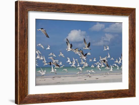 Flock Of Sea Birds, Black Skimmers & Terns, White Sand Beach, Gulf Of Mexico, Holbox Island, Mexico-Karine Aigner-Framed Photographic Print