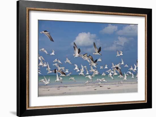 Flock Of Sea Birds, Black Skimmers & Terns, White Sand Beach, Gulf Of Mexico, Holbox Island, Mexico-Karine Aigner-Framed Photographic Print