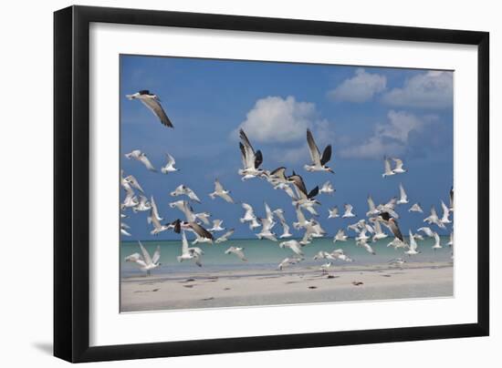 Flock Of Sea Birds, Black Skimmers & Terns, White Sand Beach, Gulf Of Mexico, Holbox Island, Mexico-Karine Aigner-Framed Photographic Print