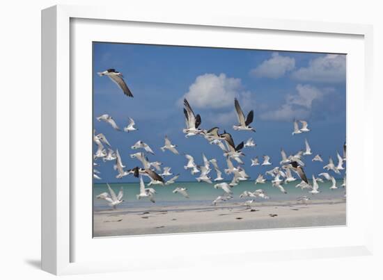 Flock Of Sea Birds, Black Skimmers & Terns, White Sand Beach, Gulf Of Mexico, Holbox Island, Mexico-Karine Aigner-Framed Photographic Print