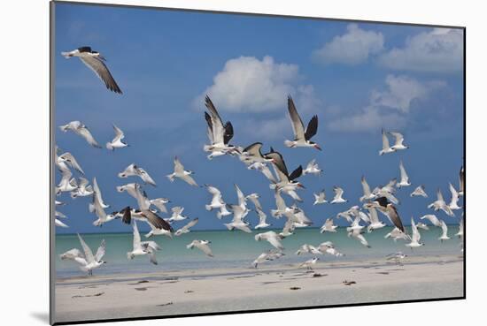 Flock Of Sea Birds, Black Skimmers & Terns, White Sand Beach, Gulf Of Mexico, Holbox Island, Mexico-Karine Aigner-Mounted Photographic Print