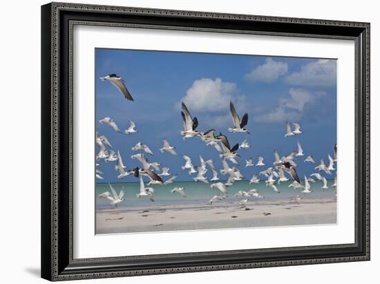 Flock Of Sea Birds, Black Skimmers & Terns, White Sand Beach, Gulf Of Mexico, Holbox Island, Mexico-Karine Aigner-Framed Photographic Print