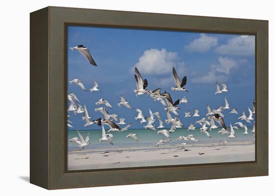 Flock Of Sea Birds, Black Skimmers & Terns, White Sand Beach, Gulf Of Mexico, Holbox Island, Mexico-Karine Aigner-Framed Premier Image Canvas