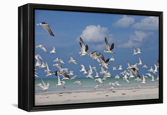 Flock Of Sea Birds, Black Skimmers & Terns, White Sand Beach, Gulf Of Mexico, Holbox Island, Mexico-Karine Aigner-Framed Premier Image Canvas