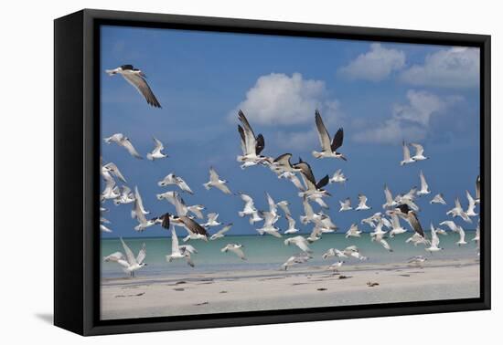 Flock Of Sea Birds, Black Skimmers & Terns, White Sand Beach, Gulf Of Mexico, Holbox Island, Mexico-Karine Aigner-Framed Premier Image Canvas