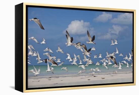 Flock Of Sea Birds, Black Skimmers & Terns, White Sand Beach, Gulf Of Mexico, Holbox Island, Mexico-Karine Aigner-Framed Premier Image Canvas