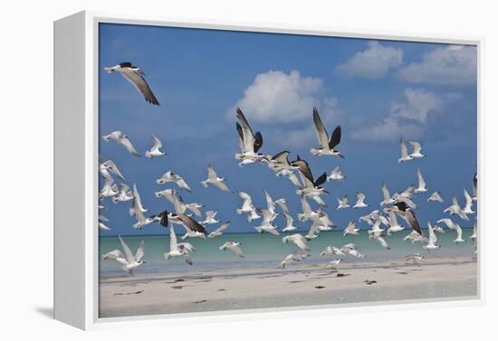 Flock Of Sea Birds, Black Skimmers & Terns, White Sand Beach, Gulf Of Mexico, Holbox Island, Mexico-Karine Aigner-Framed Premier Image Canvas