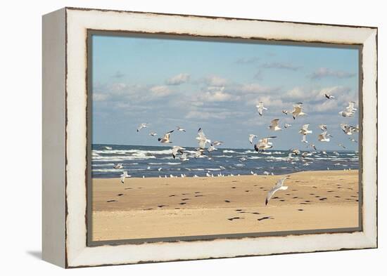 Flock of seaguls on the beaches of Lake Michigan, Indiana Dunes, Indiana, USA-Anna Miller-Framed Premier Image Canvas