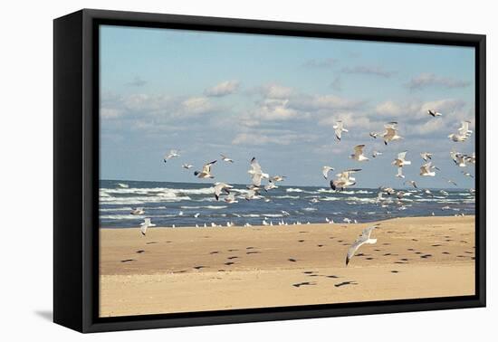 Flock of seaguls on the beaches of Lake Michigan, Indiana Dunes, Indiana, USA-Anna Miller-Framed Premier Image Canvas