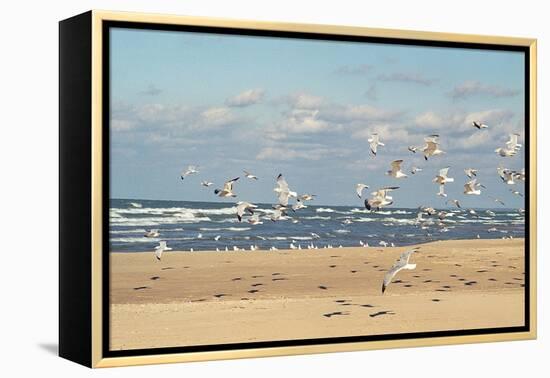 Flock of seaguls on the beaches of Lake Michigan, Indiana Dunes, Indiana, USA-Anna Miller-Framed Premier Image Canvas