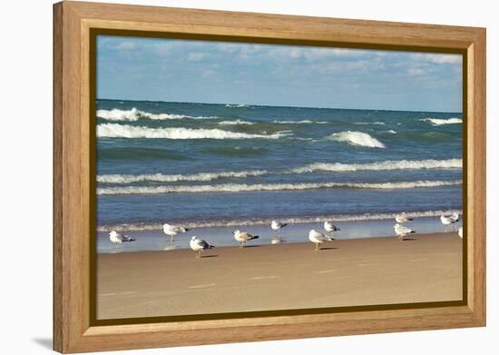 Flock of seaguls on the beaches of Lake Michigan, Indiana Dunes, Indiana, USA-Anna Miller-Framed Premier Image Canvas