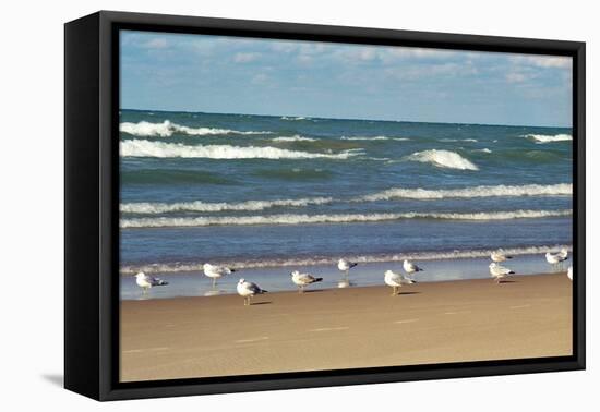 Flock of seaguls on the beaches of Lake Michigan, Indiana Dunes, Indiana, USA-Anna Miller-Framed Premier Image Canvas