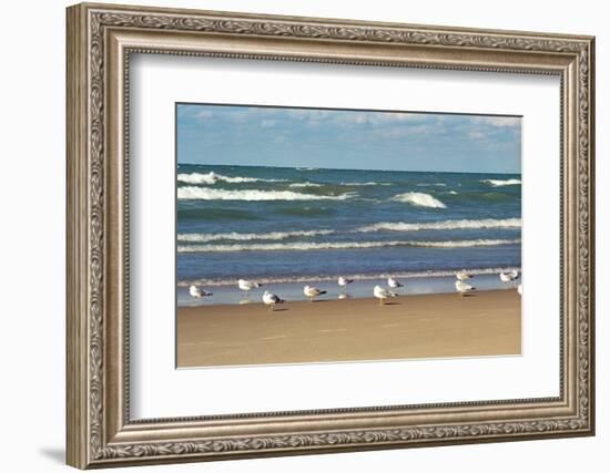 Flock of seaguls on the beaches of Lake Michigan, Indiana Dunes, Indiana, USA-Anna Miller-Framed Photographic Print