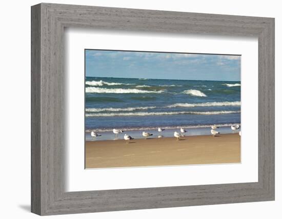 Flock of seaguls on the beaches of Lake Michigan, Indiana Dunes, Indiana, USA-Anna Miller-Framed Photographic Print