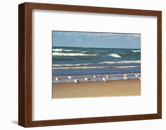 Flock of seaguls on the beaches of Lake Michigan, Indiana Dunes, Indiana, USA-Anna Miller-Framed Photographic Print