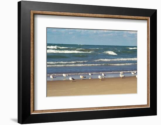 Flock of seaguls on the beaches of Lake Michigan, Indiana Dunes, Indiana, USA-Anna Miller-Framed Photographic Print