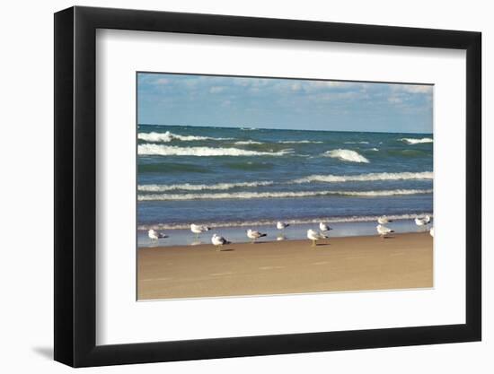 Flock of seaguls on the beaches of Lake Michigan, Indiana Dunes, Indiana, USA-Anna Miller-Framed Photographic Print