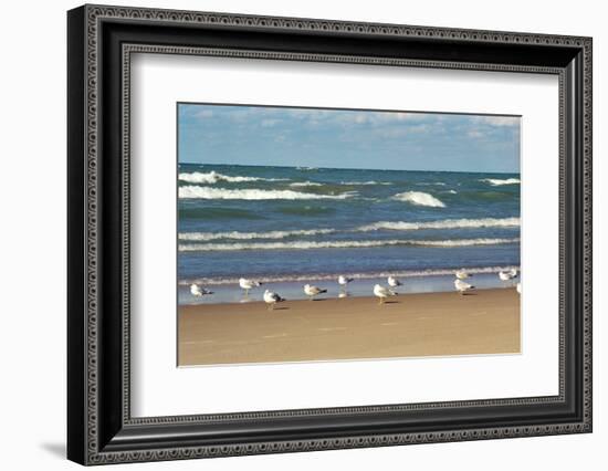 Flock of seaguls on the beaches of Lake Michigan, Indiana Dunes, Indiana, USA-Anna Miller-Framed Photographic Print