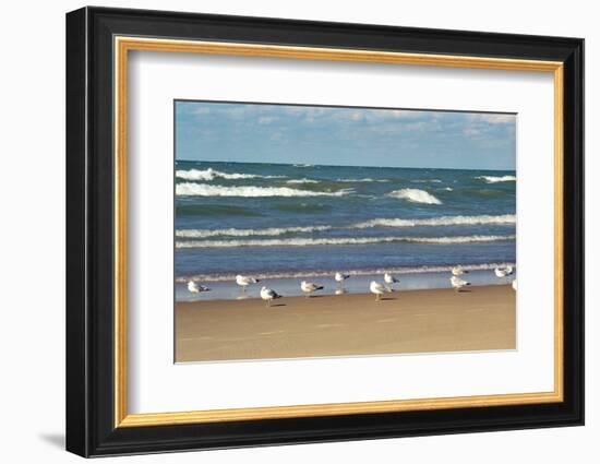 Flock of seaguls on the beaches of Lake Michigan, Indiana Dunes, Indiana, USA-Anna Miller-Framed Photographic Print