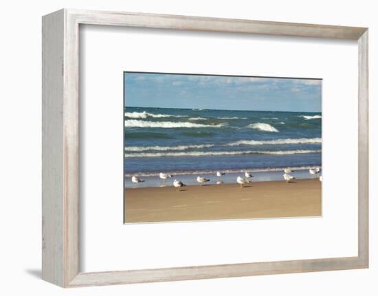 Flock of seaguls on the beaches of Lake Michigan, Indiana Dunes, Indiana, USA-Anna Miller-Framed Photographic Print