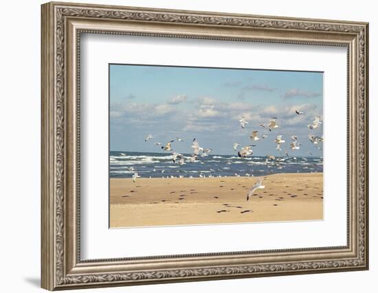 Flock of seaguls on the beaches of Lake Michigan, Indiana Dunes, Indiana, USA-Anna Miller-Framed Photographic Print