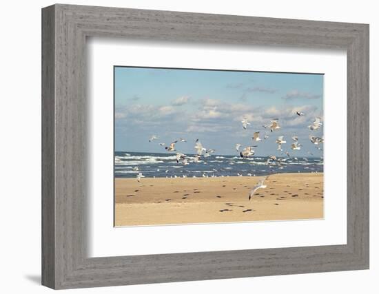 Flock of seaguls on the beaches of Lake Michigan, Indiana Dunes, Indiana, USA-Anna Miller-Framed Photographic Print