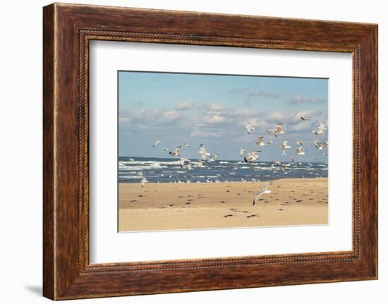 Flock of seaguls on the beaches of Lake Michigan, Indiana Dunes, Indiana, USA-Anna Miller-Framed Photographic Print