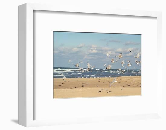 Flock of seaguls on the beaches of Lake Michigan, Indiana Dunes, Indiana, USA-Anna Miller-Framed Photographic Print